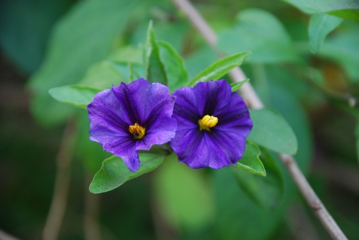 Potato plant purple flowers