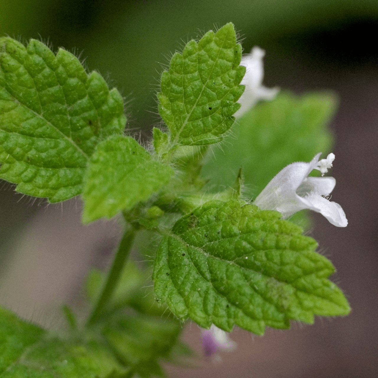 Lemon balm melissa flowers officinalis herb flowering grow growing thoughts fragrant refreshing melisa