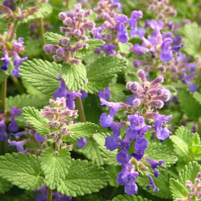 Lemon balm plant flowers