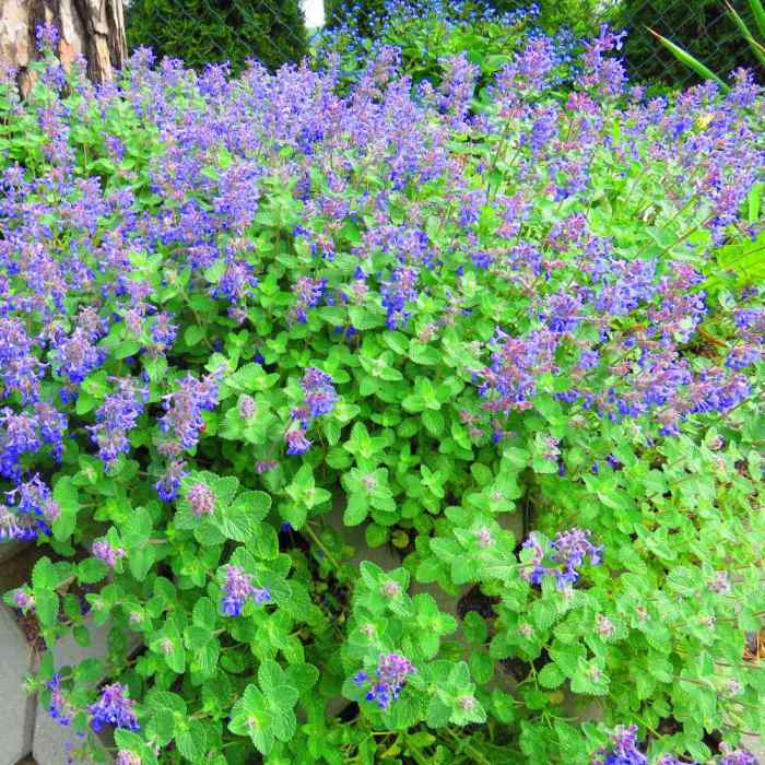 Lemon balm plant flowers