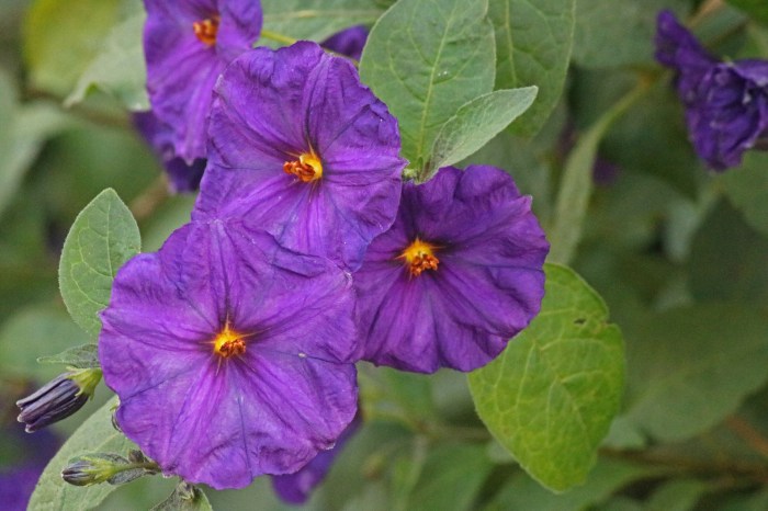 Potato plant purple flowers